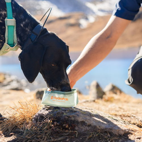 Water rover online dog bowl